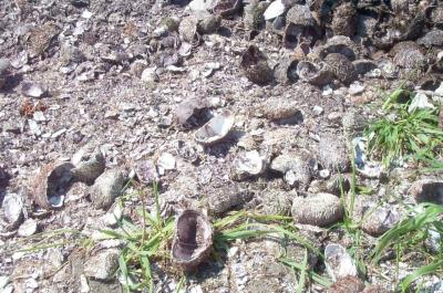 shell dust of sea urchin